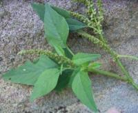 Amaranthus viridis