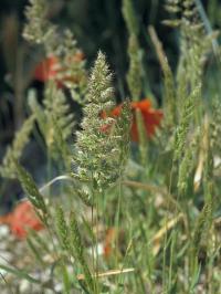 Trisetum paniceum