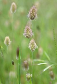 Lagurus ovatus Lagurus ovatus