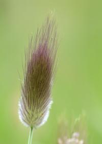 Lagurus ovatus Lagurus ovatus