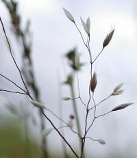 Deschampsia flexuosa