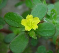 Portulaca oleracea