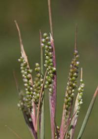 Airopsis tenella