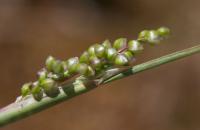 Airopsis tenella