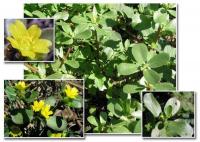 Portulaca oleracea
