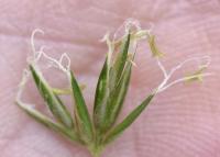 Anthoxanthum odoratum