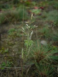 Corynephorus canescens