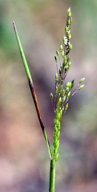 Agrostis tenerrima