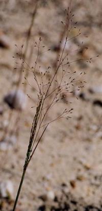 Agrostis tenerrima