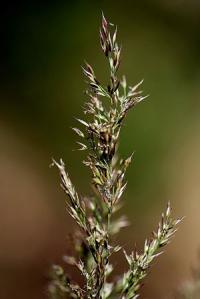 Agrostis curtisii