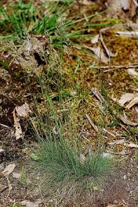 Agrostis curtisii