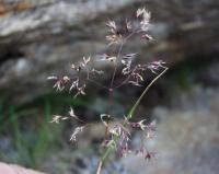 Agrostis rupestris