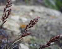 Agrostis rupestris