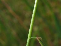 Agrostis capillaris