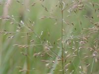 Agrostis capillaris