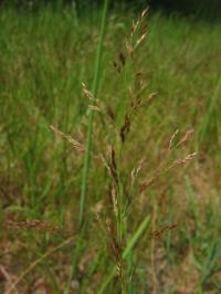 Agrostis capillaris