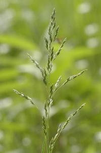 Agrostis gigantea