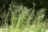 Agrostis gigantea