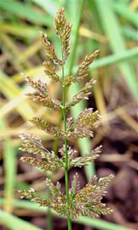 Polypogon viridis