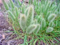 Polypogon monspeliensis