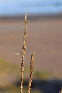 Ammophila arenaria subsp. australis