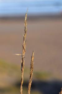 Ammophila arenaria subsp. australis Ammophila arenaria subsp. australis