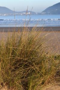 Ammophila arenaria subsp. australis