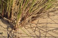 Ammophila arenaria subsp. australis