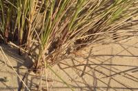 Ammophila arenaria subsp. australis