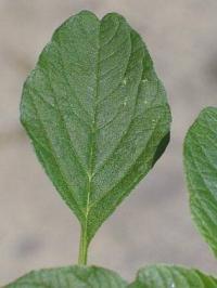 Amaranthus blitum