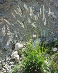 Calamagrostis arundinaceae