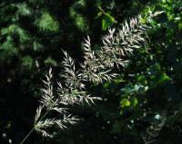 Calamagrostis arundinaceae