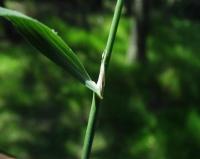 Calamagrostis arundinaceae