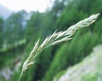 Calamagrostis canescens subsp . canescens