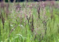 Calamagrostis canescens subsp . canescens