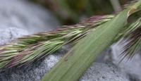 Calamagrostis epigejos