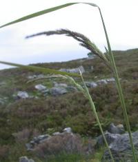 Calamagrostis epigejos