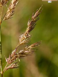 Calamagrostis epigejos