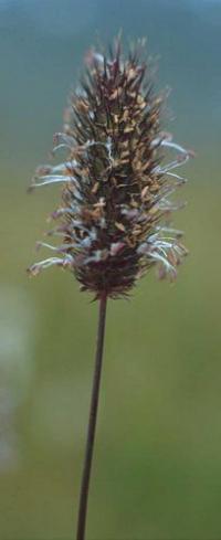 Phleum alpinum