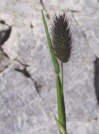 Phleum alpinum