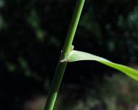 Phleum alpinum