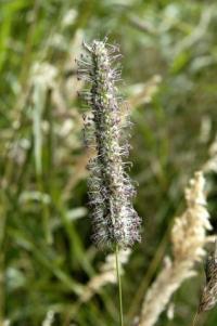 Phleum pratense