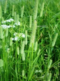 Phleum pratense