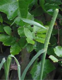 Phleum pratense