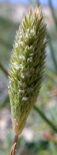 Phleum arenarium