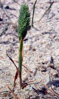 Phleum arenarium