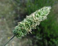 Phleum phleoides