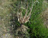 Phleum phleoides