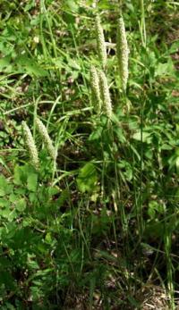 Phleum phleoides