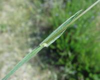 Phleum phleoides